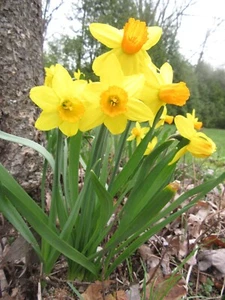 Narcissus, Jetfire Cyclamineus Daffodil, 3x Bulbs - Picture 1 of 10