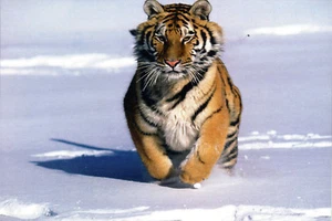 Tiger Cat Wild Animal Postcard  Mint Condition               REF: CAT32 - Picture 1 of 1