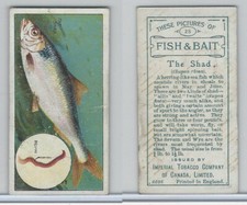 C11 Imperial Tobacco, Fish & Bait, 1924, #25 Shad