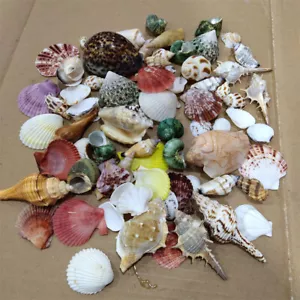 500g Mixed Beach SeaShells Mix Sea Shell Craft Natural Aquarium Fish Tank Decor - Picture 1 of 7