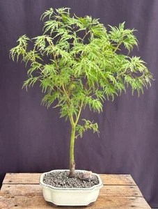 Seiryu Laceleaf Maple Bonsai Tree 23"H Acer Palmatum Dissectum Seiryu Outdoor - Picture 1 of 1