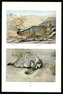 Wüstenfüchse und Dachs 1916 Louis Agassiz Fuertes Druck nordamerikanische Tierwelt - Bild 1 von 3
