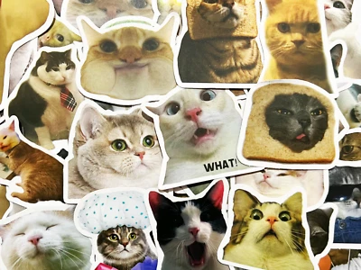 10-50 Cat Meme Stickers Kitty Faces Cute Cats Decals Laptop Phone Water Bottle - Image 1 of 4