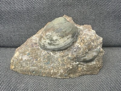 Rare Fossil Bivalve Scunthorpe Fossil, Jurassic Cardinia sp. Unpolished - Image 1 of 4
