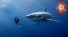 GREAT WHITE SHARK WITH DIVER SWIMMING BLUE OCEAN ANIMAL PRINT PREMIUM POSTER