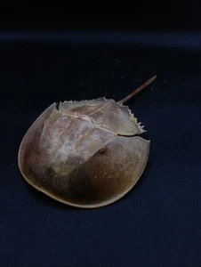Large 9" horseshoe crab preserved. Marine life sea shell #14497 - Picture 1 of 3