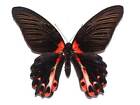 Papilio Rumanzowia (Form Semperi) - Unmounted Female