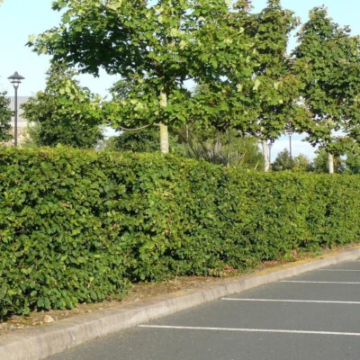 25 Native Hornbeam Hedging Plants 40-60cm Trees Hedges,2ft,Good For Wet Ground - Image 1 of 4