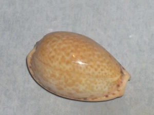 CYPRAEA SPURCA VERDENSIUM VERY BIG - Picture 1 of 2