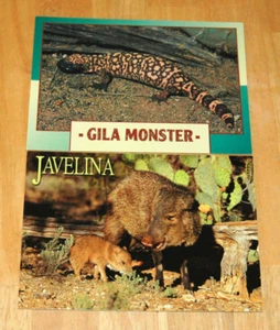 Postcards Javelina PECCARY PIG and GILA MONSTER Southwestern USA SSI - Picture 1 of 5