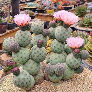 Tephrocactus geometricus mit wenigen Wurzeln Kakteen Home Bonsai - Bild 1 von 4