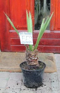 Yucca faxoniana aus Mexico, 60cm 15cm Stamm, Gewurzelt! - Bild 1 von 5