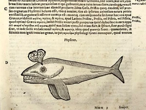 1638 Physeter Zahnwal, Aldrovandi, großes Folioblatt mit Holzschnitt - Bild 1 von 3