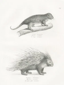 Espinillo puercoespín animales cerdo litografía Brodtmann 1824 - Imagen 1 de 1