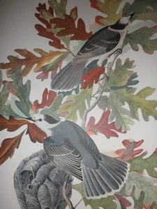 "Canada Jay"; de 'THE AUDUBON FOLIO' - impresión calidad 14"x17" - Imagen 1 de 3