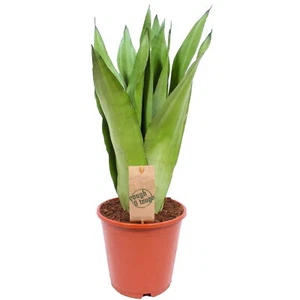 Sansevieria Moonshine | Indoor Home or Office Snake Plant (30-40cm Incl. Pot) - Picture 1 of 5