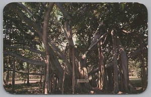 El árbol baniano indio es bien conocido en Hawai, EE. UU., postal vintage - Imagen 1 de 2
