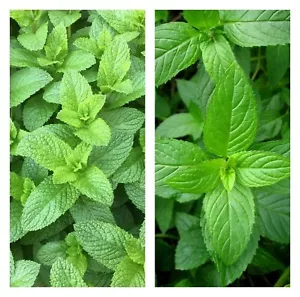 Mixed Mint Seeds 500++ Peppermint + spearmint  herb NON-GMO Heirloom Vegetable ! - Picture 1 of 3