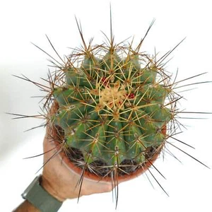 Ferocactus pottsii var. alamosanus -  - no copiapoa crested - Imagen 1 de 4