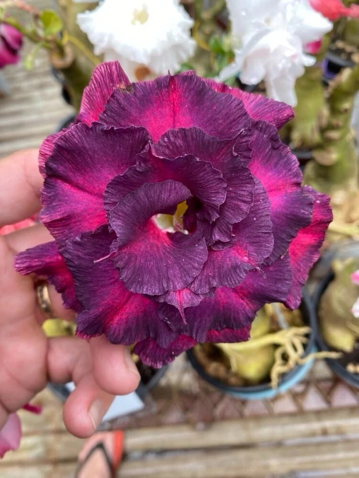 Adenium obesum 8563  (5 Graines ,seeds) - Image 1 of 1