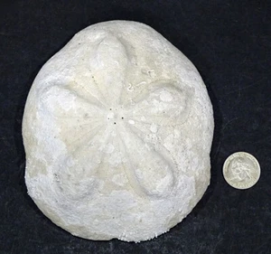 5.5" HUGE! PUFFY SEA BISCUIT Fossil Seahell Shell ECHINOID URCHIN for AQUARIUM - Picture 1 of 6