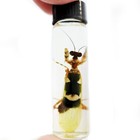 Creobroter wahlbergii green praying mantis preserved wet specimen Africa