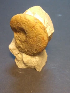 Ammonit Glochiceras sp. Malm Gamma 1 zona Platynota inferior fósiles etapa pequeña - Imagen 1 de 6
