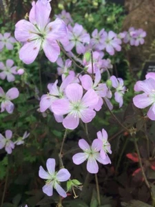 Geranium maculatum 'Expresso' 'spotted cranesbill Hardy 9cm pot - Picture 1 of 12