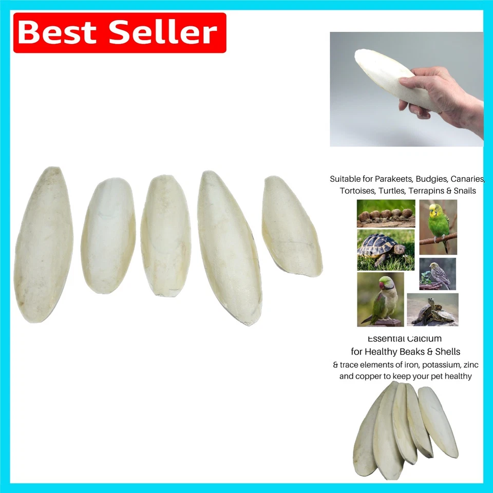 Natural Cuttlefish - 5 Count Pack for Birds and Reptiles (5.5-8in) - Image 1 of 4