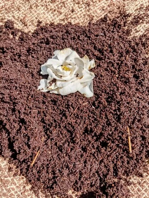 Fundiciones orgánicas de gusano de 5 oz. Alimento vegetal y cangrejo ermitaño Foto 1 de 4