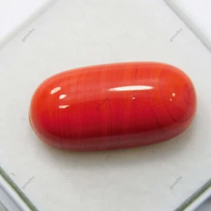 10.30 Ct Natural CERTIFIED Italian Red Coral Loose Gemstone Cabochon Cut. - Picture 1 of 10