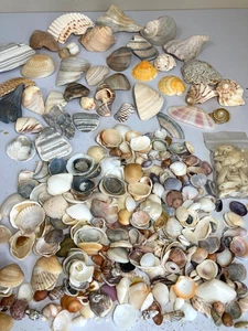 Shells for Jewelry Making 1.5 lbs Mixed Size Seashells Crafts Aquarium Decor - Picture 1 of 12
