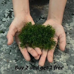 Myriophyllum, Hornwort, Hygrophila, Riccia - Picture 1 of 27