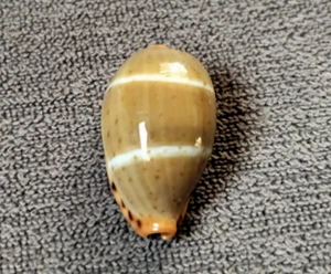 Cypraea palmadusta lutea 24 mm BIG SIZE nice golden pattern WOW!!! - Picture 1 of 7