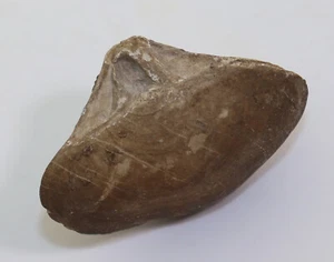 Brachiopode, Stringocephalus sp., Devon, Bergisch Gladbach, Paffrath, BRD -i361 - Picture 1 of 6