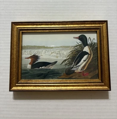 Audubon Framed Print Common Merganser Or Gossander 5 1/2 X 8 Inches - Image 1 of 4