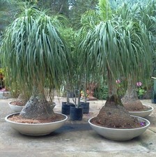 Beaucarnea Recurvata  -  Pony Tail Palm  -  10/25/50 seeds