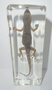Common House Gecko Hemidactylus frenatus Clear Education Animal Specimen