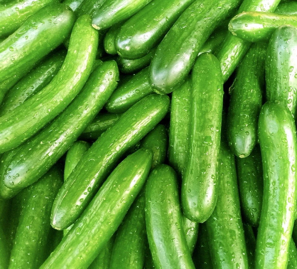 Cucumber Chinese Slangen - 25x Seeds - Vegetable - Image 1 of 1