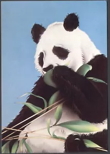 Modern Postcard: GIANT PANDA Munching Bamboo Shoots. Free UK p&p - Picture 1 of 1