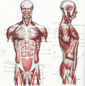 4x4 Sistema Muscular Ryta Anatomía Humana Ciencia Halloween Hospital Arte Impresión Hombre - Imagen 1 de 1