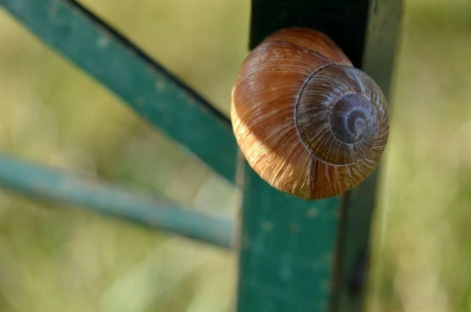 20 X Figurine Escargot Coquille Geocahing Déco Vide Escargots Accueil - Photo 1/1