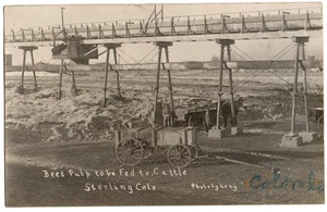Sterling, CO Colorado 1909 RPPC Postkarte, Rübenschnellstoff Rinderfutter - Bild 1 von 2