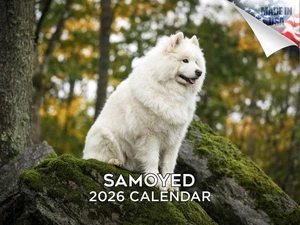 Samojede Hunderasse Kalender 2026 12x18 Made in USA - Bild 1 von 7