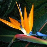 Sterlitzia Reginae Tropical Orange / Red Bird Of Paradise Plant-10 Exotic Seeds