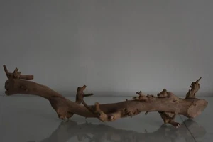 Vivarium, Exo Terra Ramo di Foresta Medio Circa 47 x 20 x 7 cm B Albero di Rettili - Foto 1 di 3