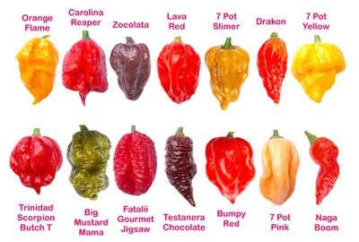 Worlds HOTTEST Chilli - 60 Seeds - 14 Varieties inc Carolina Reaper + FREE Seeds - Image 1 of 2