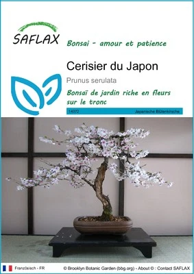 SAFLAX - Graines - Cerisier du Japon - 30 Graines - Photo 1/4