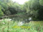 Photo 6x4 Kinson: pond on the common A small pond tucked away in the wood c2008