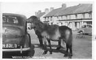 Vintage Postcard,Dartmoor Ponies,Princetown,Dartmoor,Devon,1955,Rp
